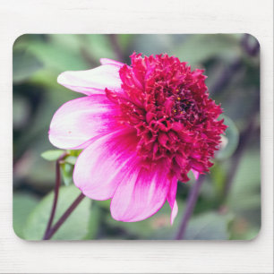 Frilly Pink und Magenta Dahlia mit zwei Tönen Mousepad