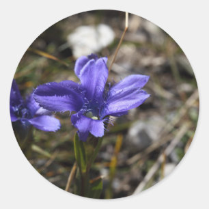 Fringed Gentian Runder Aufkleber
