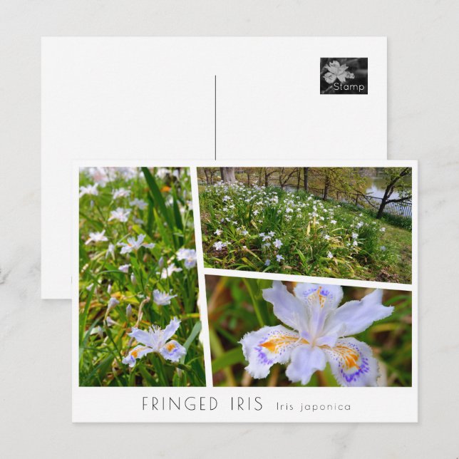 Fringed Iris Postkarte (Vorne/Hinten)