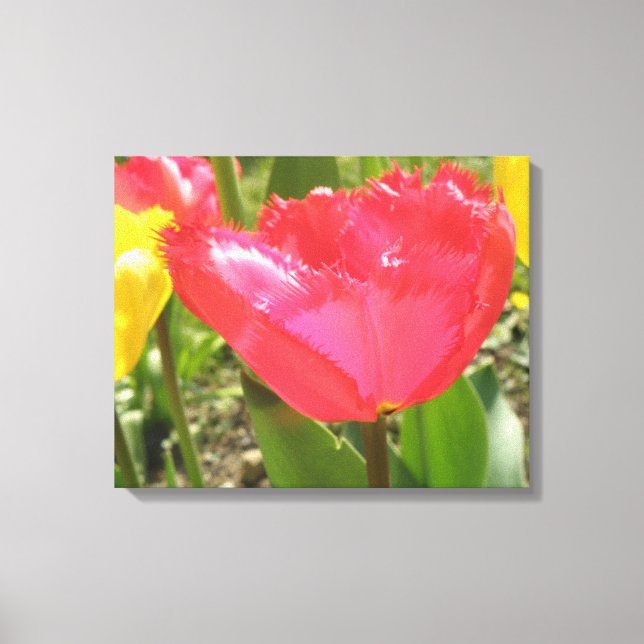 Fringed Tulips Canvas Print Leinwanddruck (Vorderseite)