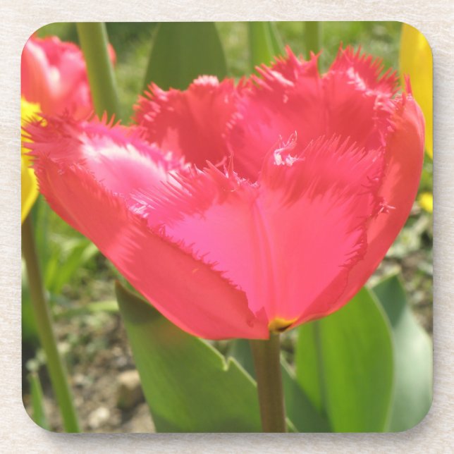 Fringed Tulips Cork Untersetzer (Vorderseite)