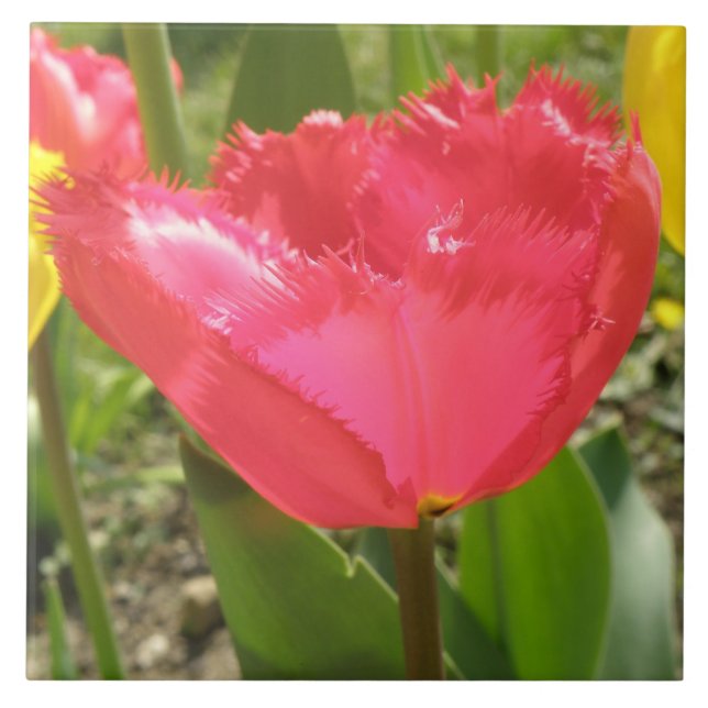 Fringed Tulips Tile Fliese (Vorderseite)