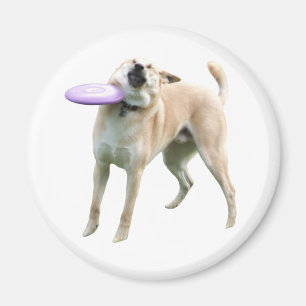 Frisbee Dog Meme Magnet