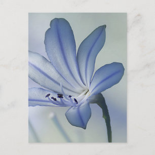 Frische Blaue Blumenfoto Postkarte