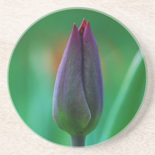 Frische blühende violette Tulpe Sandstein-Unterlag Getränkeuntersetzer