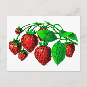 Frische Erdbeeren Postkarte