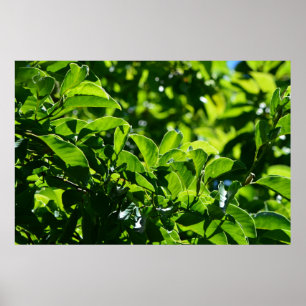 frische Frühlingsgrüne Blätter. Naturfotografie. Poster