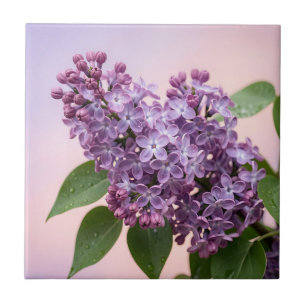 Frische lila Fliederblüten Frühlingsfloristik  Fliese