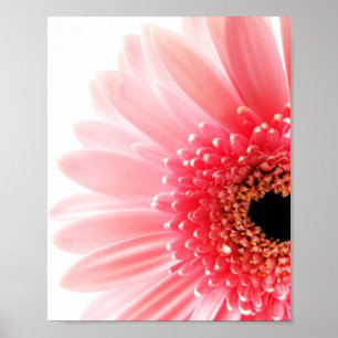 Frische Pinke Gerbera-Daisy-Fotografie Poster