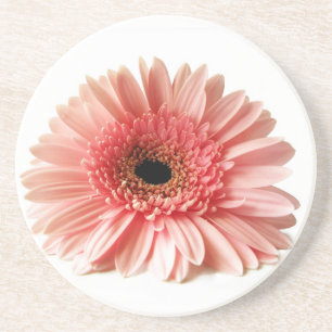 Frische Pinke Gerbera-Daisy-Fotografie Sandstein Untersetzer