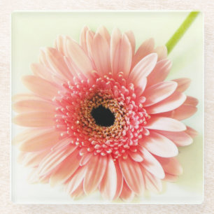 Frische Pinke Gerbera-Margerite Fotografie Glasuntersetzer