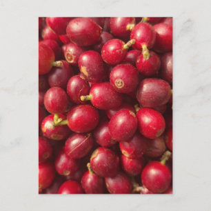 Frische, reife rote Kaffeekirschen Postkarte