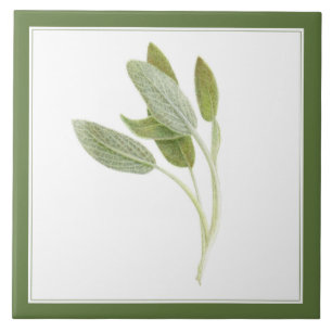 FRISCHE SAGE 6"x6" Keramik Tile (-text) Grün Fliese