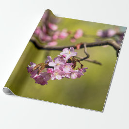 Frische Sakura-Blume auf Grün Geschenkpapier