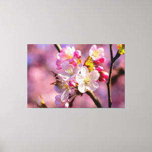 Frische Sakura Blume im Garten im Springtime Leinwanddruck