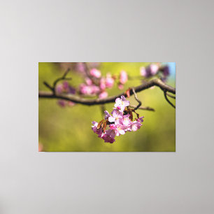 Frische Sakurablüten vor grünem Hintergrund Leinwanddruck