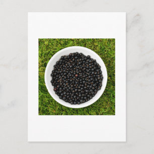 Frische Schwarze Johannisbeeren Postkarte