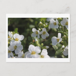 Frische weiße Sommergartenblumen und grüne Blätter Postkarte