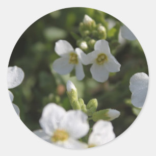 Frische weiße Sommergartenblumen und grüne Blätter Runder Aufkleber
