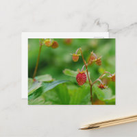 Frische Wilde Erdbeere Grüne und Rote Garten-Foto