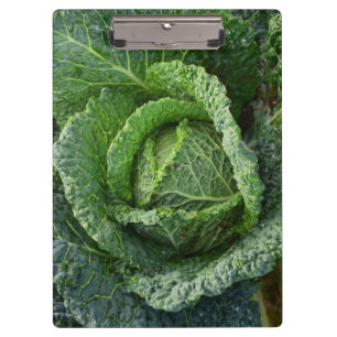 Frischer Bio Kohlkopf Klemmbrett