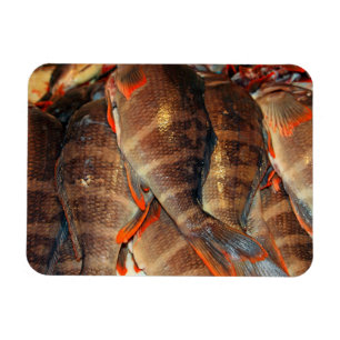 Frischer Fisch Magnet