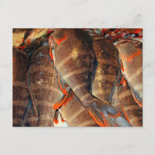 Frischer Fisch Postkarte