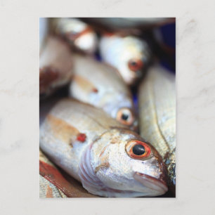 Frischer Fisch Postkarte