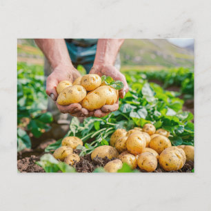Frisches Baby Kartoffeln im Garten Feiertagspostkarte