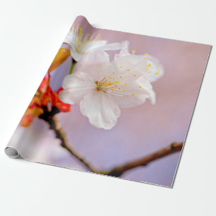 Frisches Weißes Kirschblüten Niedlich Sakura Schön Geschenkpapier