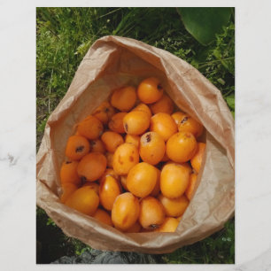 Frischloquette Flyer