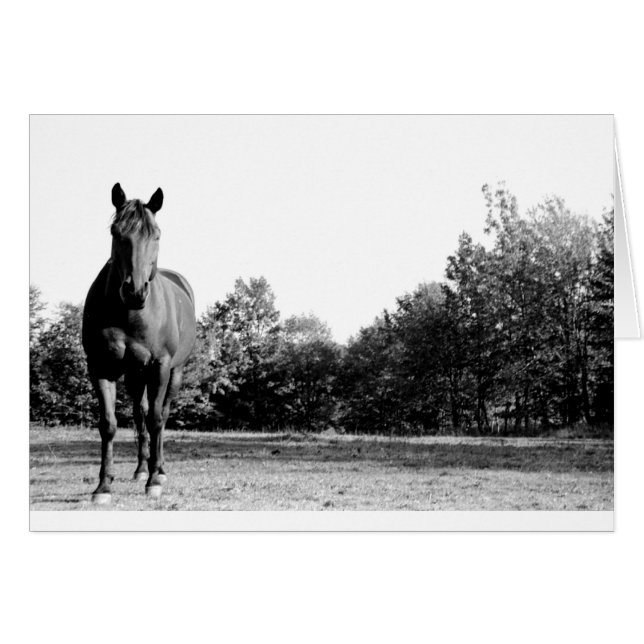 Frisco (Vorderseite (Horizontal))