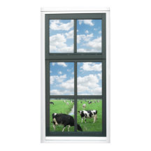 Frisian Holstein Cows Farm Imitats Window View Pos