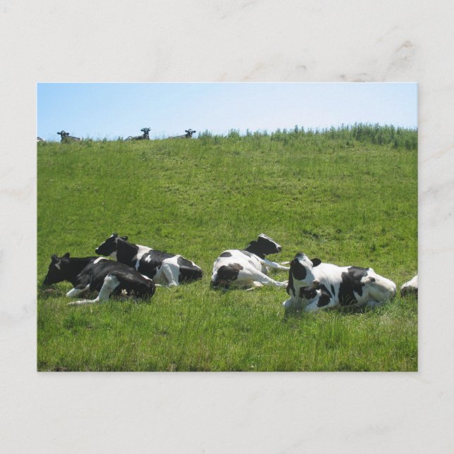 Frisian Holstein Cows Postkarte (Vorderseite)