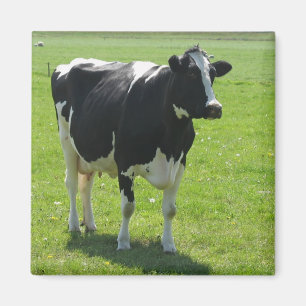 Frisiankuh in grünem Wiese Kühlschrankmagnet Magnet