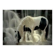 Frison, Papier-Plakat (matt)