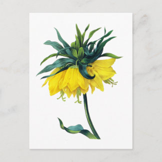 Fritillaire Imperiale ver Jaune von Pierre Joseph Postkarte