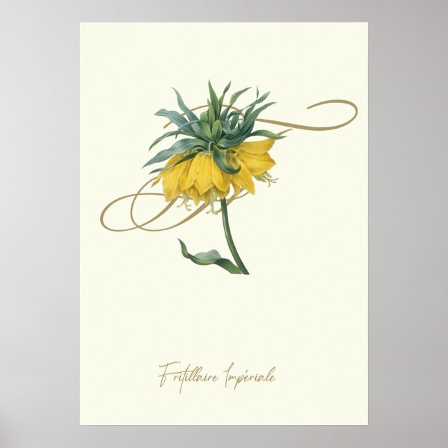 Fritillaire Poster (Vorne)