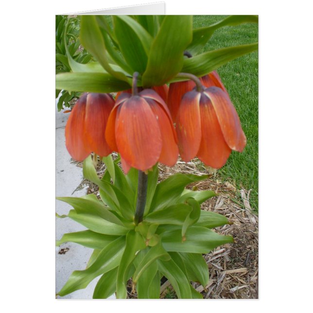 Fritillaria Imperiali Orange Blume Card (Vorne)