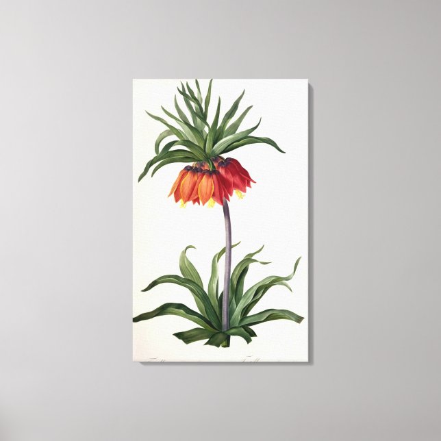 Fritillaria Imperialis, `Les Lilacees', 1802- Leinwanddruck (Vorderseite)