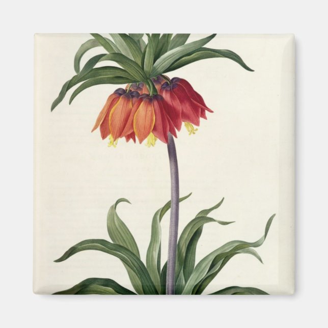 Fritillaria Imperialis, `Les Lilacees', 1802- Magnet (Vorne)
