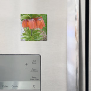Fritillaria Imperialis Orange Blume Magnet