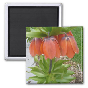 Fritillaria Imperialis Orange Blume Magnet