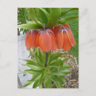 Fritillaria Imperialis Orange Blume Postkarte