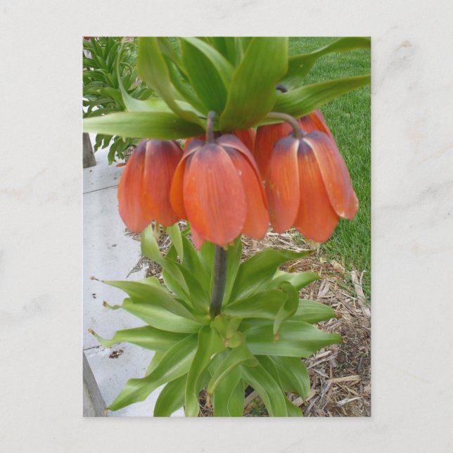 Fritillaria Imperialis Orange Blume Postkarte (Vorderseite)