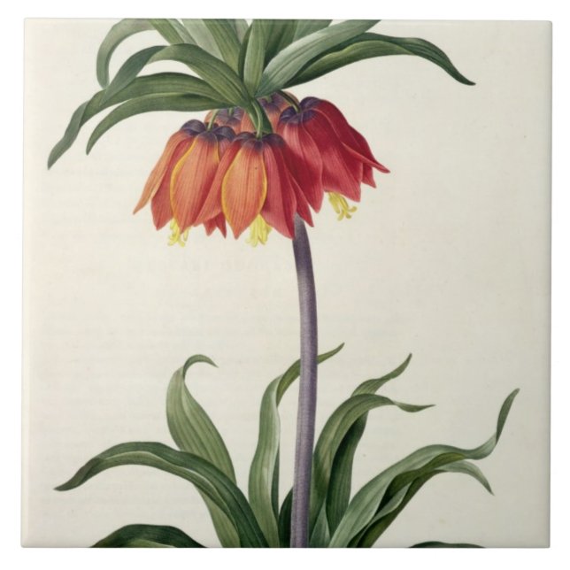 Fritillaria Imperialis von, "Les Lilacees", 1802- Fliese (Vorderseite)