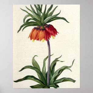 Fritillaria Imperialis von, "Les Lilacees", 1802- Poster