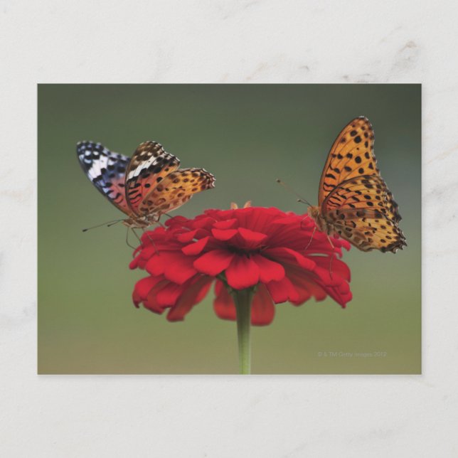 Fritillary Butterfly (Argyreus hyperbius) on 2 Postkarte (Vorderseite)