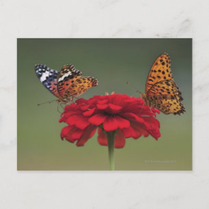 Fritillary Butterfly (Argyreus hyperbius) on 2 Postkarte