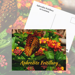 Fritillary Butterfly Lantana Blume Fotografisch Postkarte